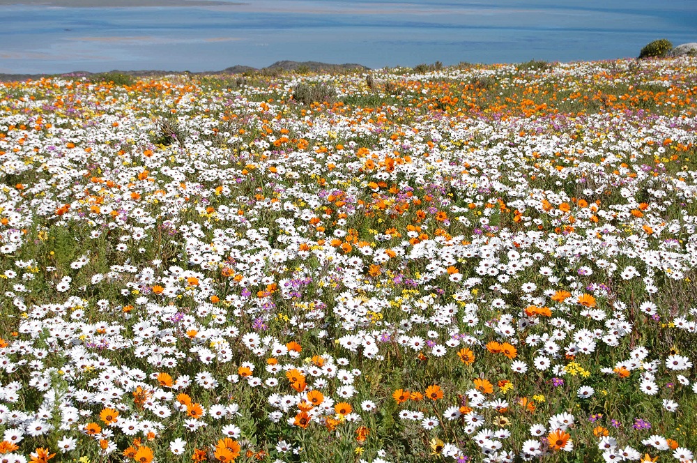 flower_season1
