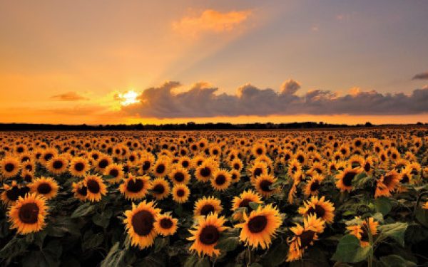 Profiel foto van Charne