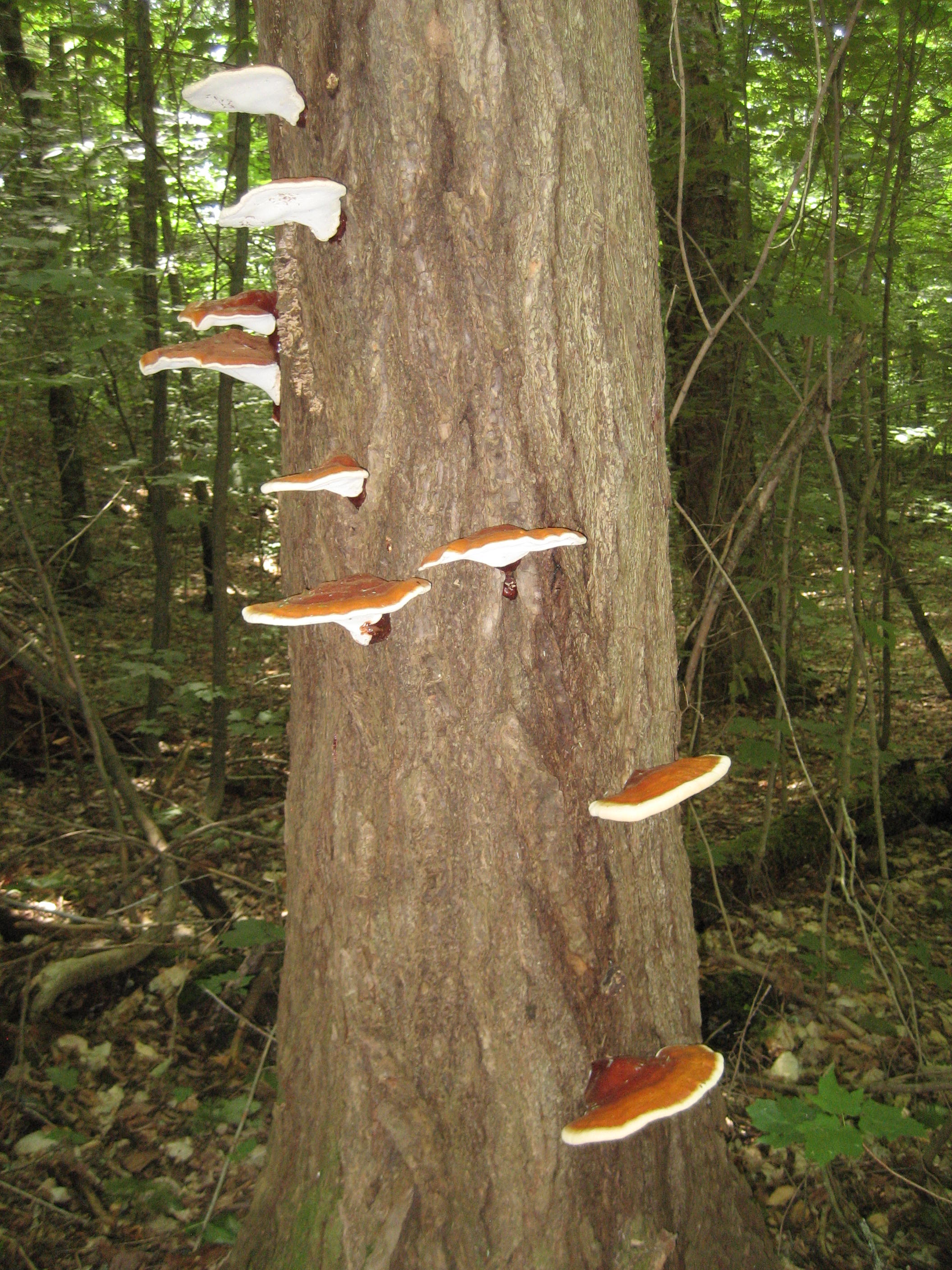 Profiel foto van Corina Becker